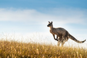 Flavors of Southern Australia Adventure